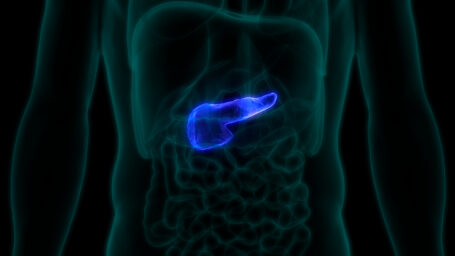 Human pancreas in the body